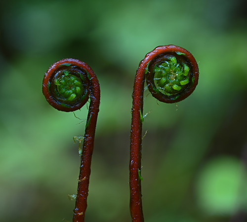 Struthiopteris spicant (deer fern) (alternate view 5)
