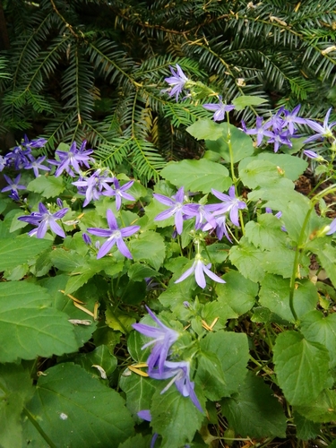 Campanula poscharskyana (Serbian Bellflower)