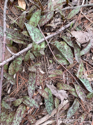 Erythronium americanum (Yellow Trout Lily)