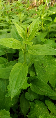 Mertensia platyphylla (Broadleaf Bluebell) (alternate view 4)