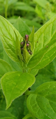 Mertensia platyphylla (Broadleaf Bluebell) (alternate view 5)