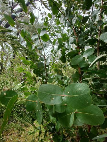Eucalyptus neglecta (Omeo Gum)