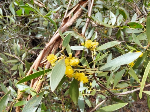 Acacia complanata (flat-stemmed wattle) (alternate view 2)