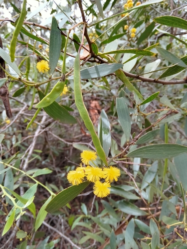 Acacia complanata (flat-stemmed wattle) (alternate view 3)