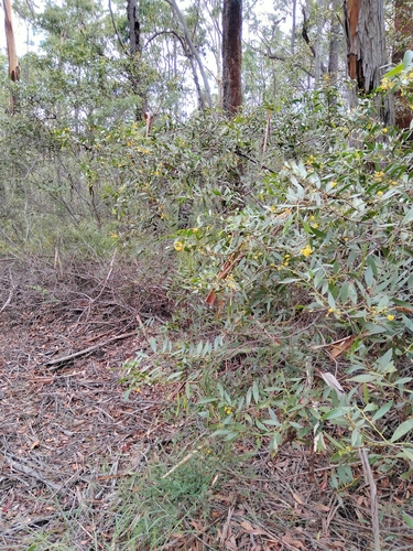 Acacia complanata (flat-stemmed wattle) (alternate view 4)