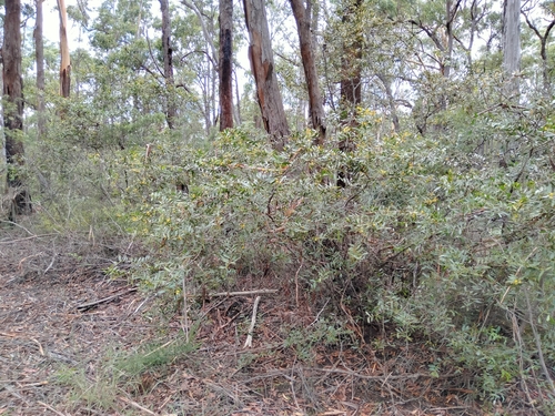 Acacia complanata (flat-stemmed wattle) (alternate view 5)