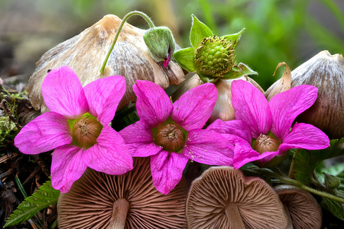 Rubus spectabilis (salmonberry)