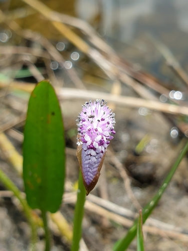Aponogeton natans (floating water hawthorn) (alternate view 2)