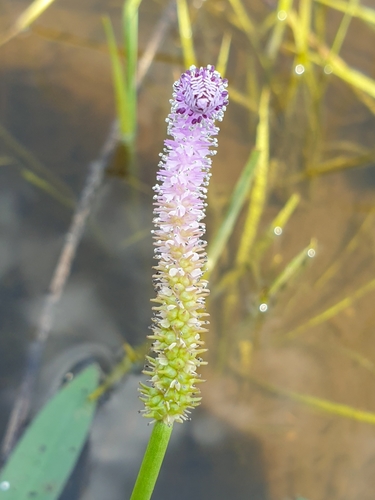 Aponogeton natans (floating water hawthorn) (alternate view 4)
