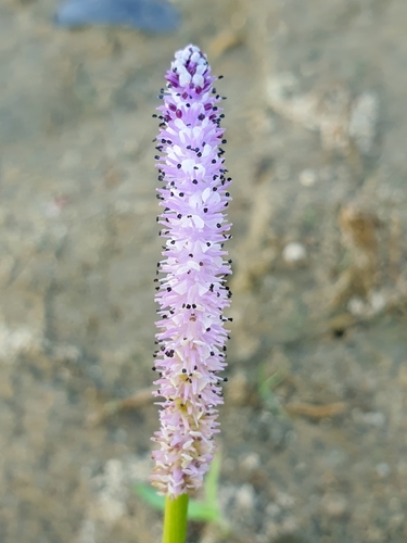 Aponogeton natans (floating water hawthorn)