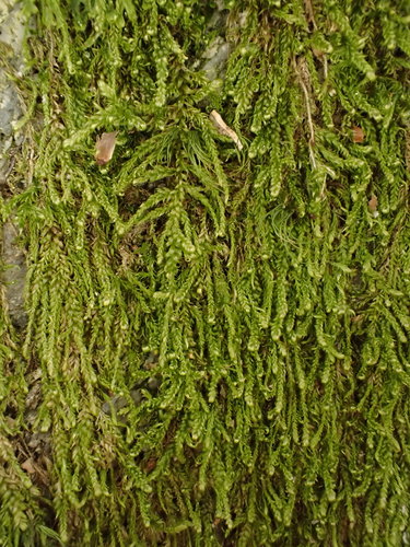 Hypnum andoi (mamillate plait-moss)