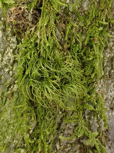 Hypnum andoi (mamillate plait-moss)