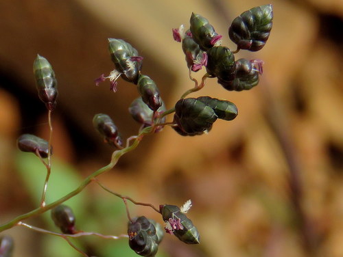 Eragrostis (Lovegrasses) (alternate view 5)