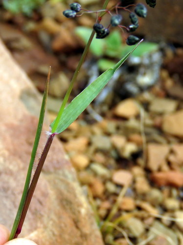 Eragrostis (Lovegrasses) (alternate view 7)