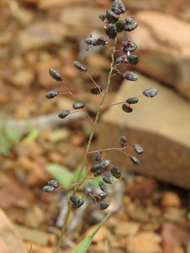 Eragrostis (Lovegrasses) (alternate view 6)