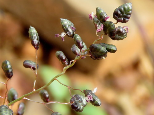 Eragrostis (Lovegrasses) (alternate view 9)