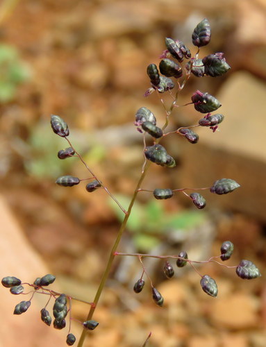 Eragrostis (Lovegrasses) (alternate view 8)