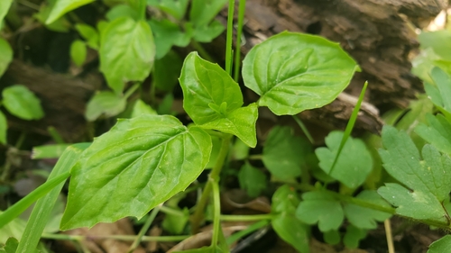 Circaea alpina (Alpine Enchanter's-nightshade) (alternate view 10)