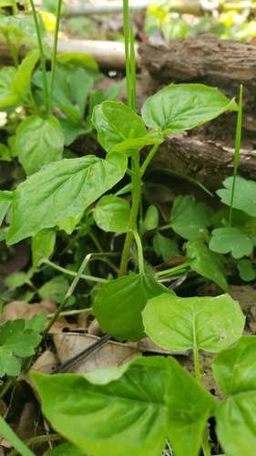 Circaea alpina (Alpine Enchanter's-nightshade) (alternate view 11)