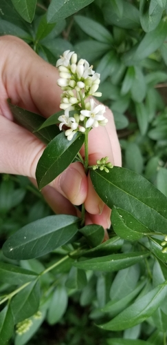 Ligustrum vulgare (common privet)