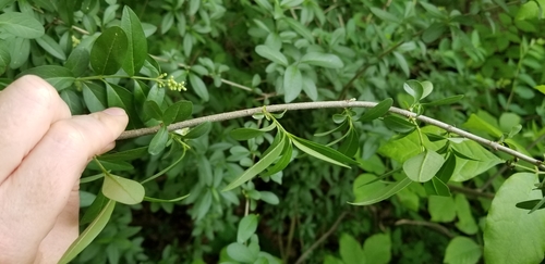 Ligustrum vulgare (common privet) (alternate view 2)