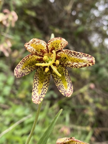 Fritillaria affinis (Chocolate Lily) (alternate view 3)