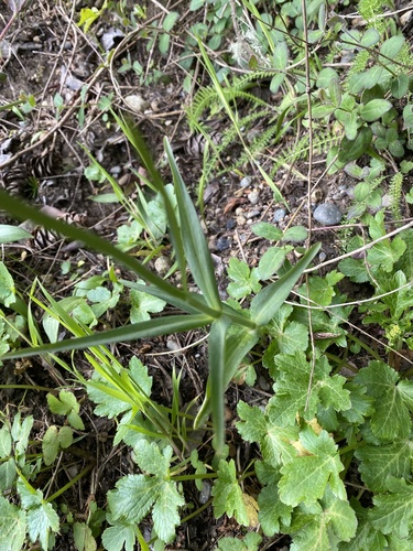 Fritillaria affinis (Chocolate Lily) (alternate view 4)