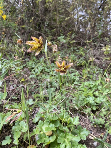 Fritillaria affinis (Chocolate Lily) (alternate view 5)