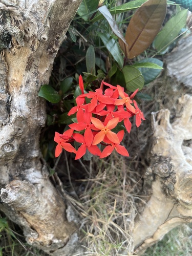 Ixora coccinea (Jungle flame)