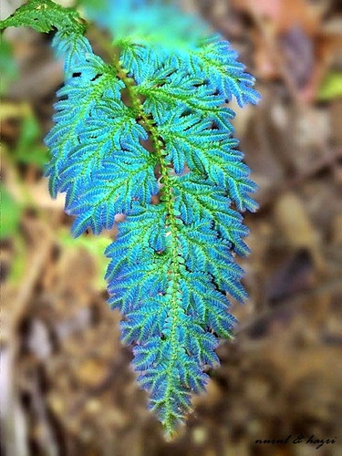 Selaginella (Spikemosses) (alternate view 2)