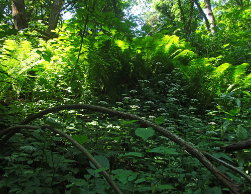Matteuccia struthiopteris (Ostrich Fern)