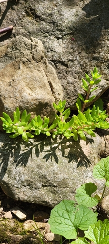 Sedum sarmentosum (Stringy Stonecrop) (alternate view 4)