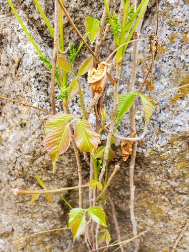 Toxicodendron rydbergii (western poison ivy)