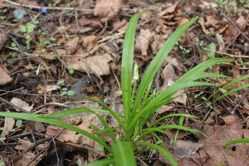 Allium paradoxum (Few-flowered Leek)