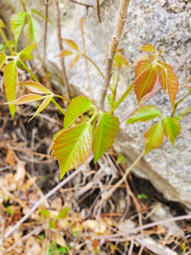 Toxicodendron rydbergii (western poison ivy)