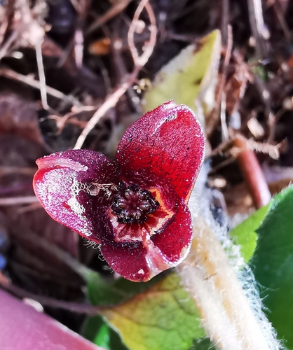 Asarum europaeum (European Wild Ginger) (alternate view 5)