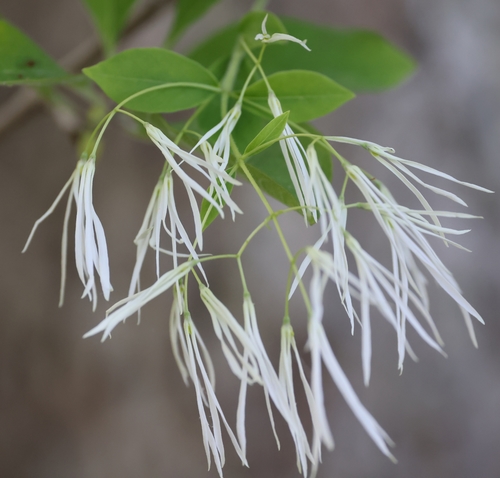 Chionanthus virginicus (White Fringetree)
