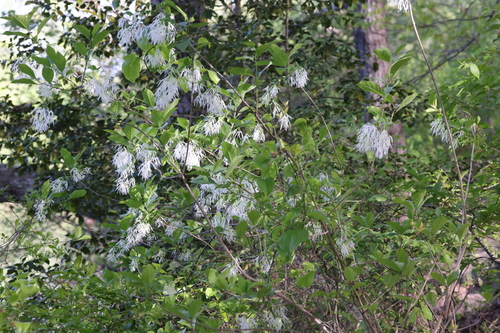 Chionanthus virginicus (White Fringetree) (alternate view 2)