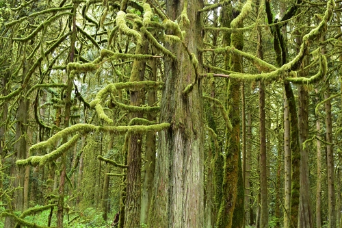 Thuja plicata (western red cedar) (alternate view 4)