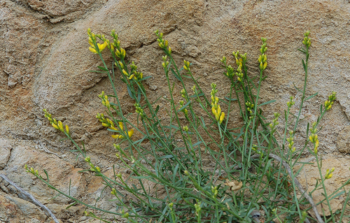 Genista lydia (Lydia broom) (alternate view 2)
