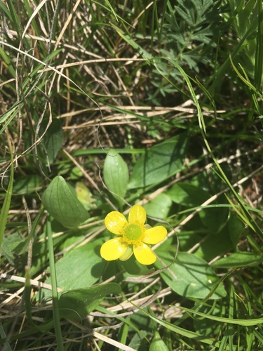 Ranunculus glaberrimus (sagebrush buttercup) (alternate view 9)