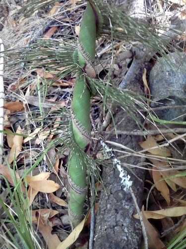 Equisetum telmateia (great horsetail)