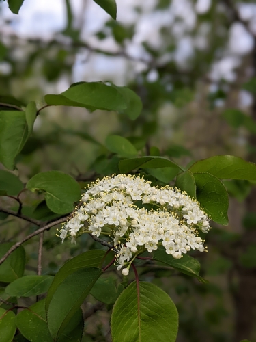 Viburnum prunifolium (Blackhaw)
