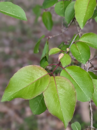 Viburnum prunifolium (Blackhaw)