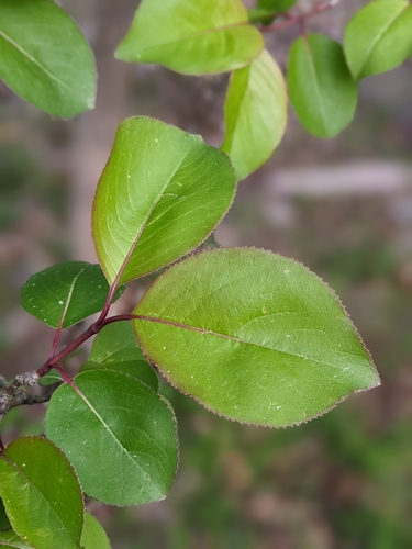 Viburnum prunifolium (Blackhaw)