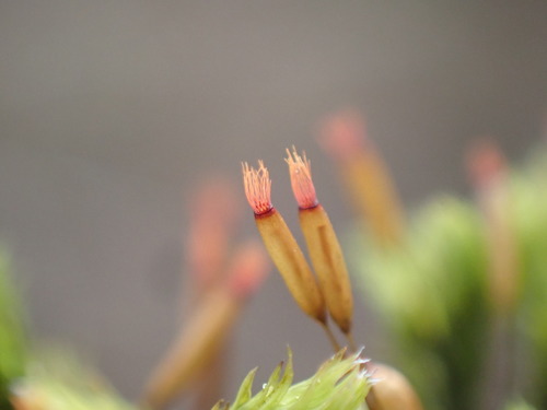 Racomitrium (alternate view 8)