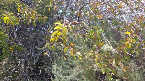 Malosma laurina (laurel sumac)