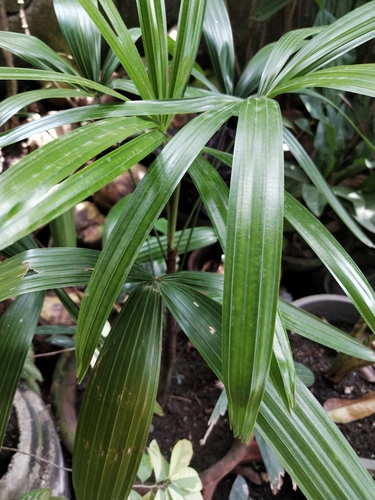 Rhapis excelsa (Lady Palm Tree)