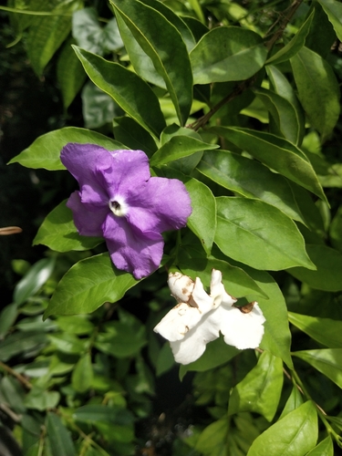 Brunfelsia pauciflora (Yesterday-Today-and-Tomorrow)