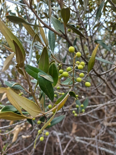 Olea (Olives) (alternate view 6)